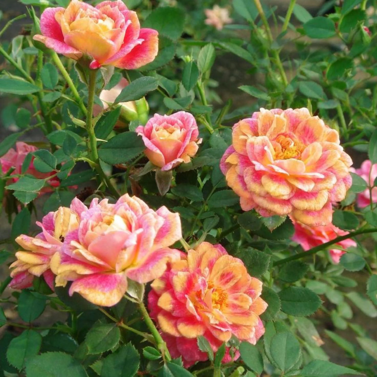 pomi fructiferi 1703