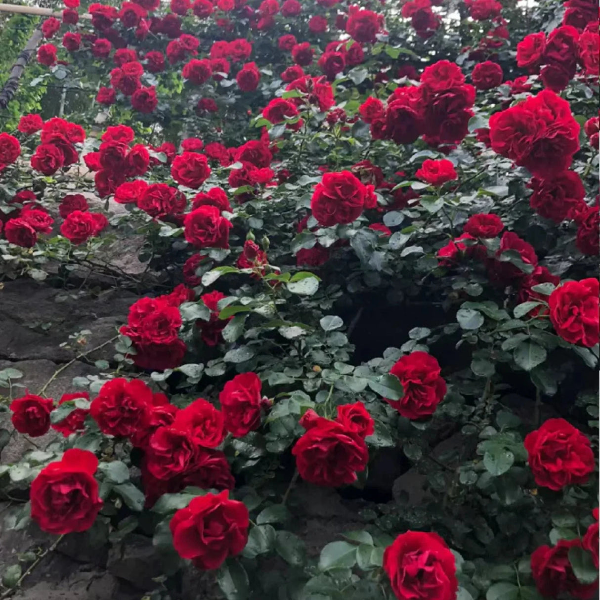 pomi fructiferi 1705