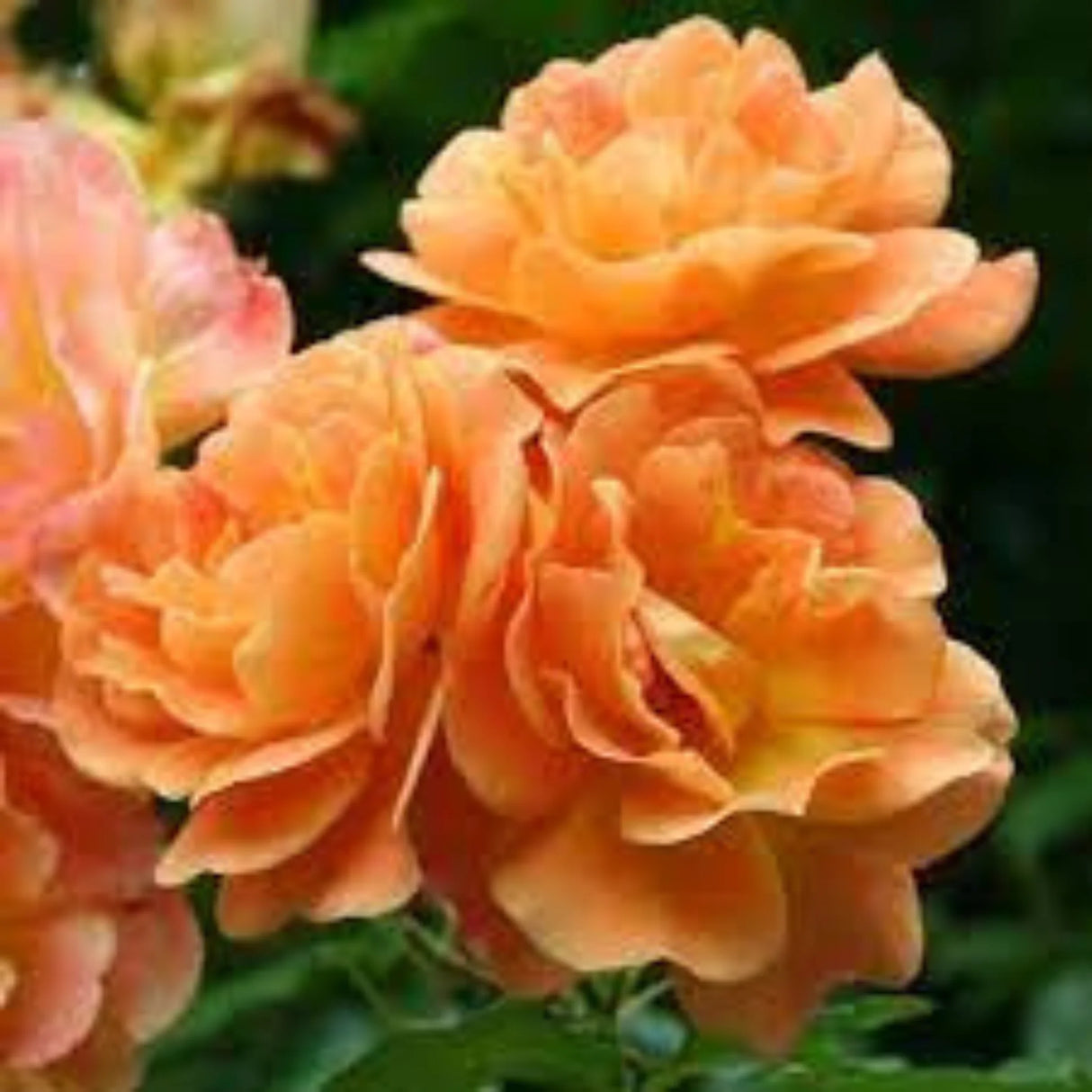 pomi fructiferi 1707