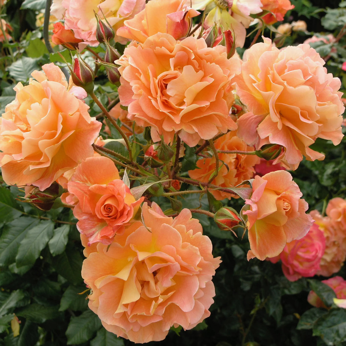 pomi fructiferi 1708