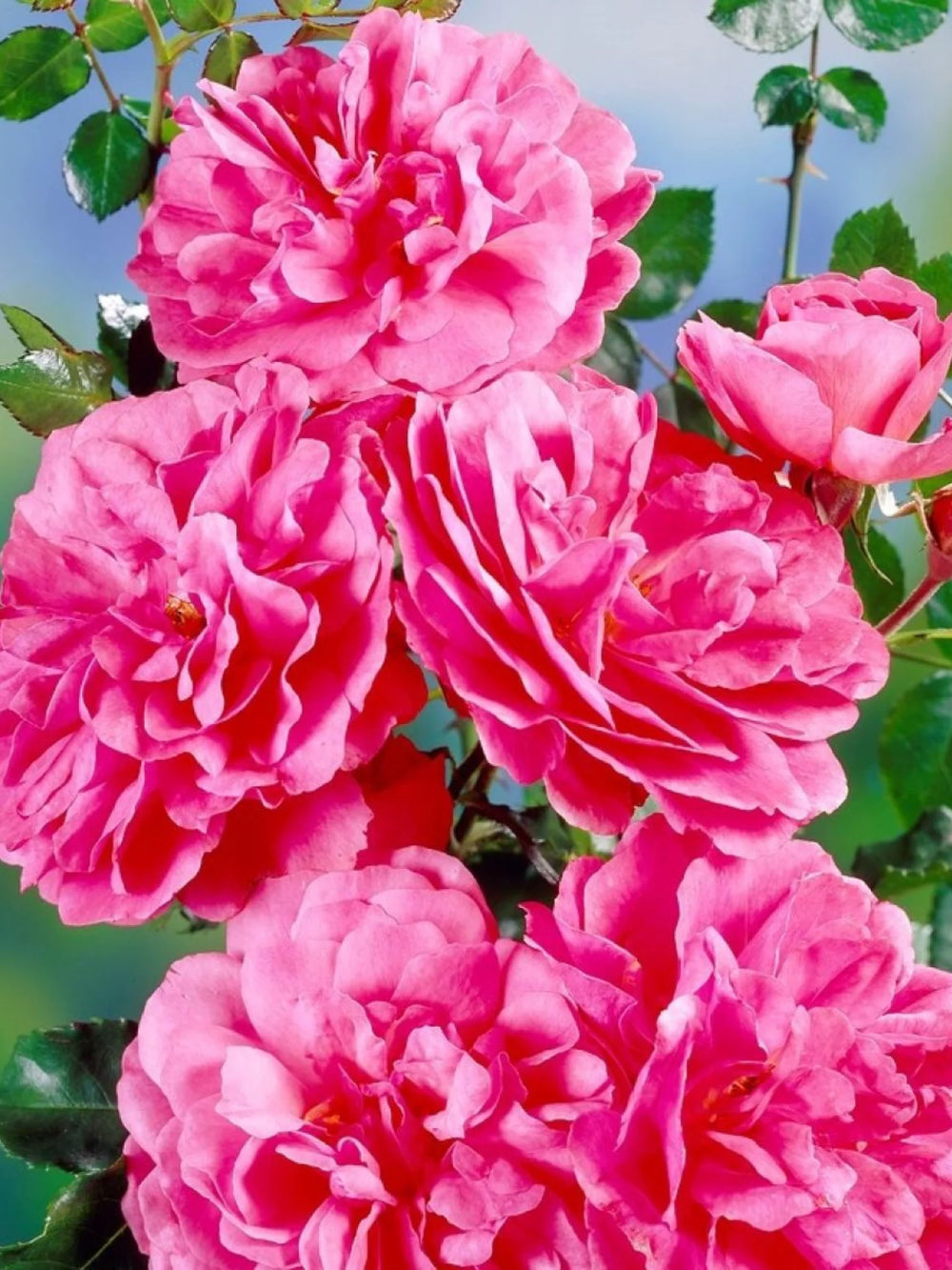 pomi fructiferi 1710