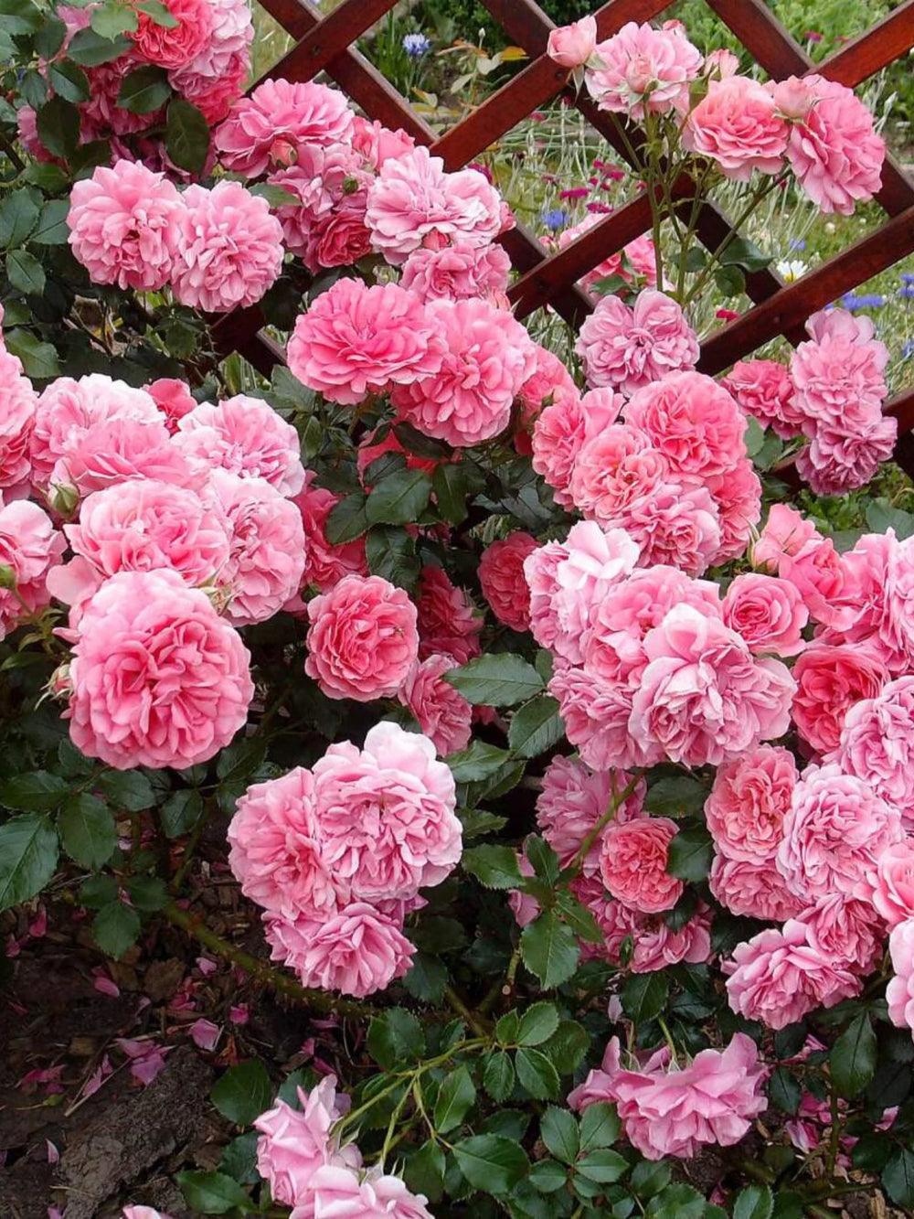 pomi fructiferi 1711