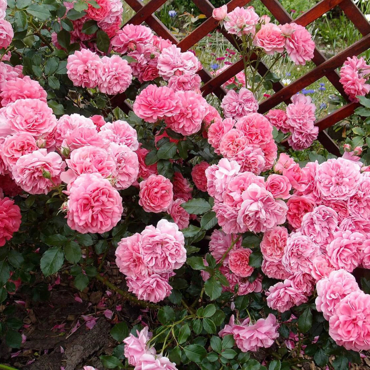 pomi fructiferi 1711