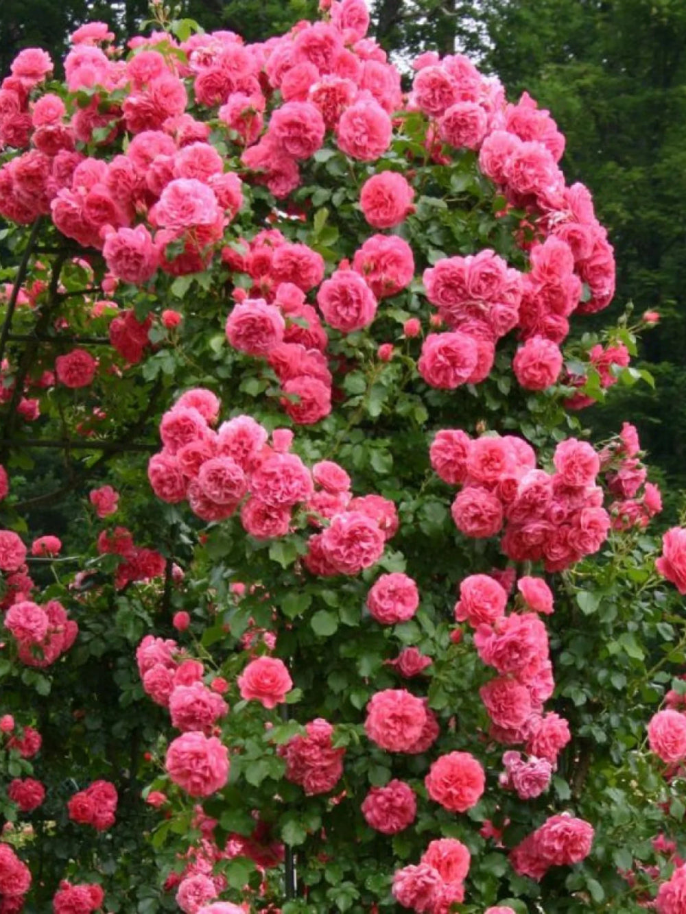 pomi fructiferi 1712