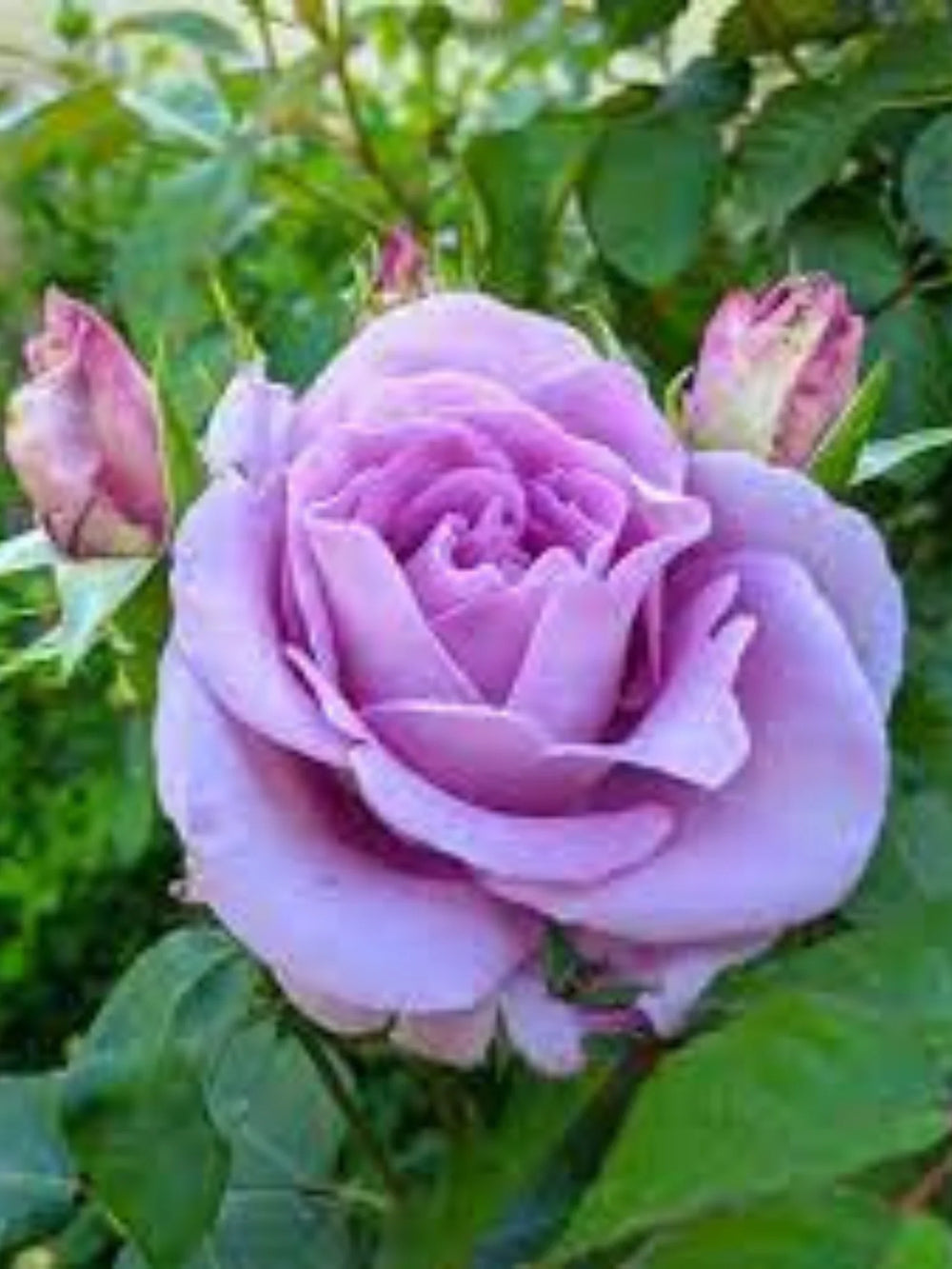 pomi fructiferi 1713