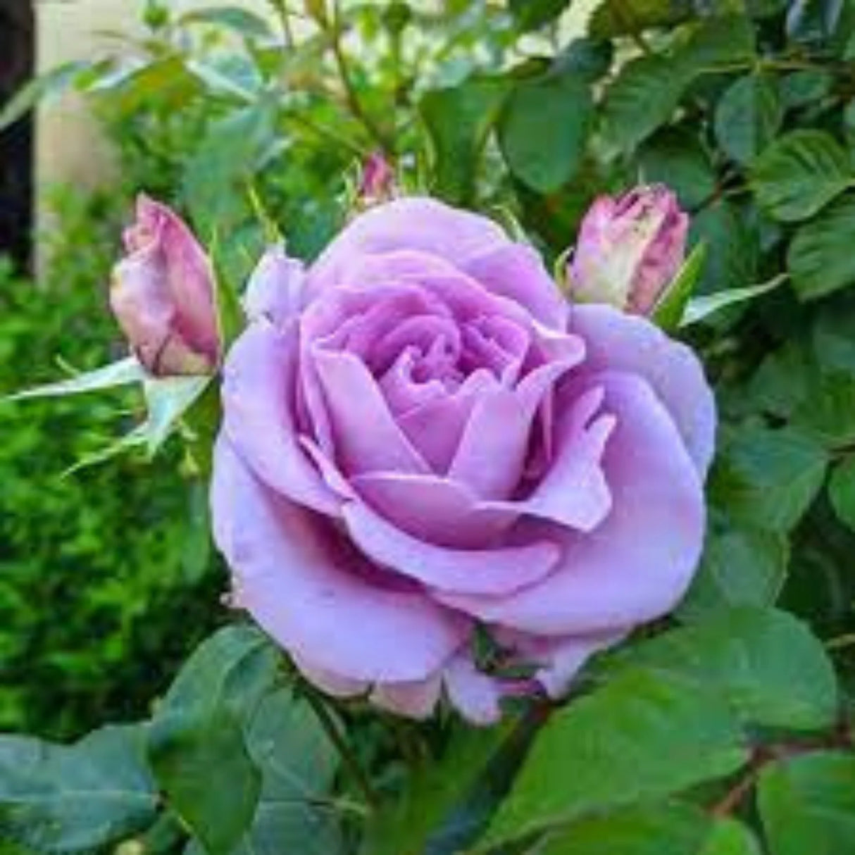 pomi fructiferi 1713