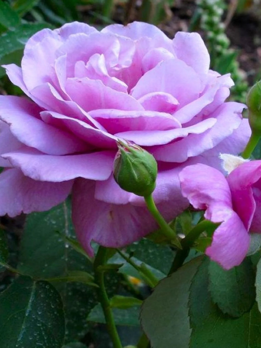 pomi fructiferi 1714