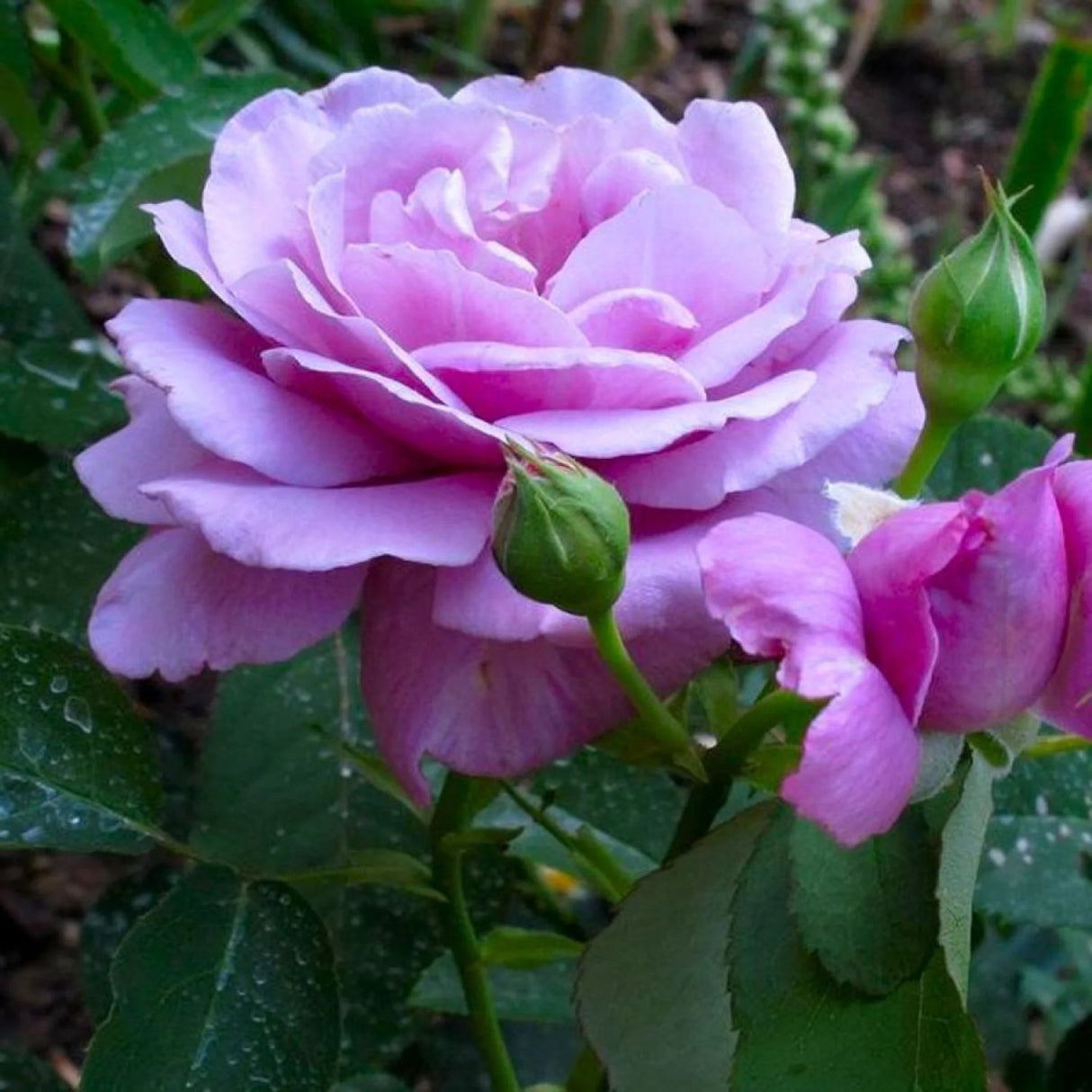 pomi fructiferi 1714