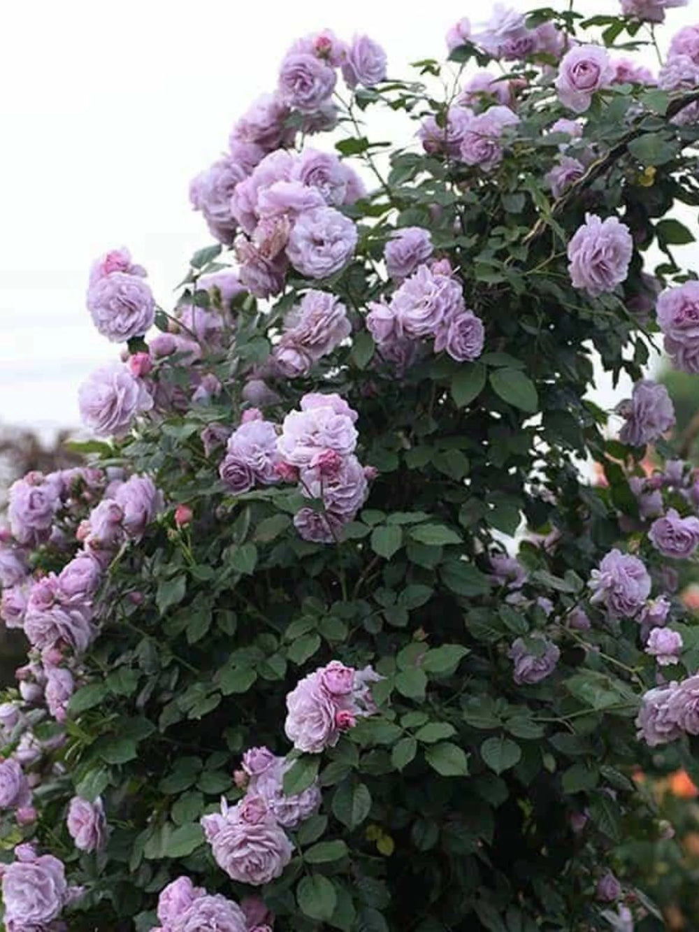 pomi fructiferi 1715