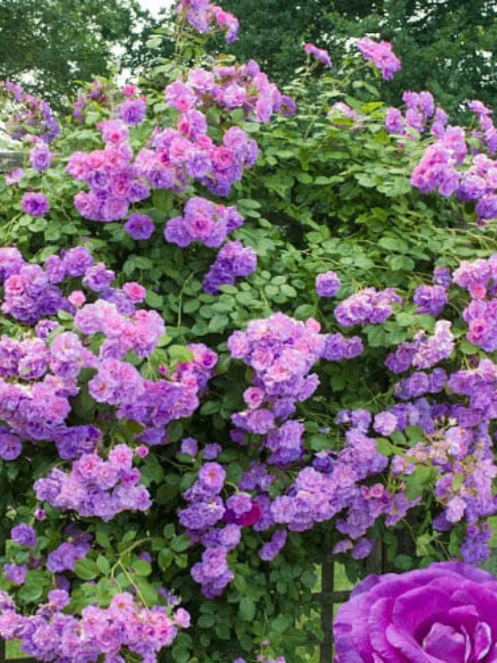 pomi fructiferi 1716