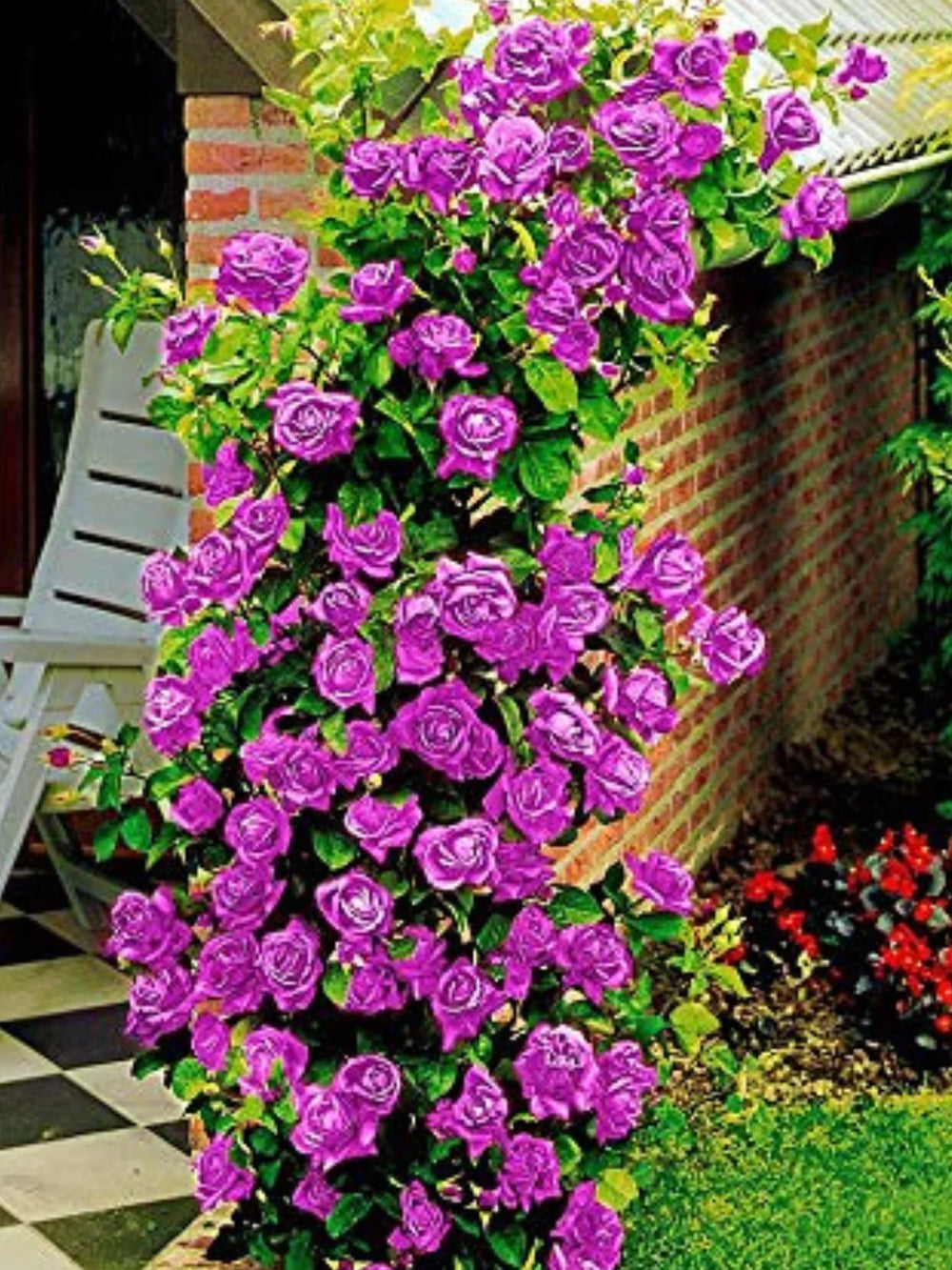 pomi fructiferi 1717