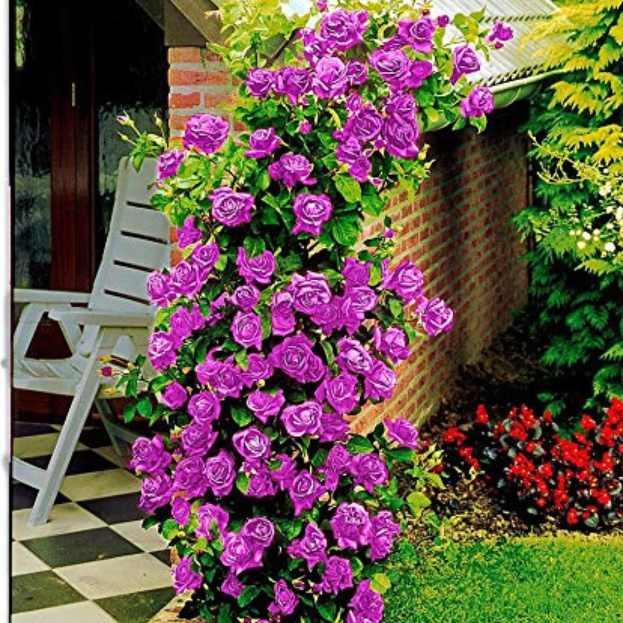 pomi fructiferi 1717