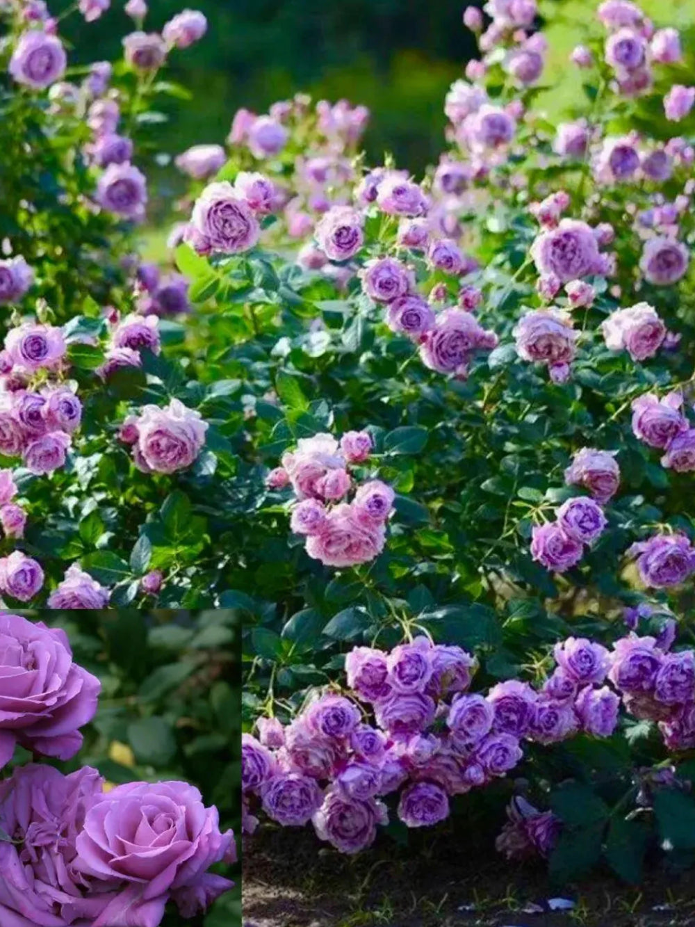 pomi fructiferi 1718