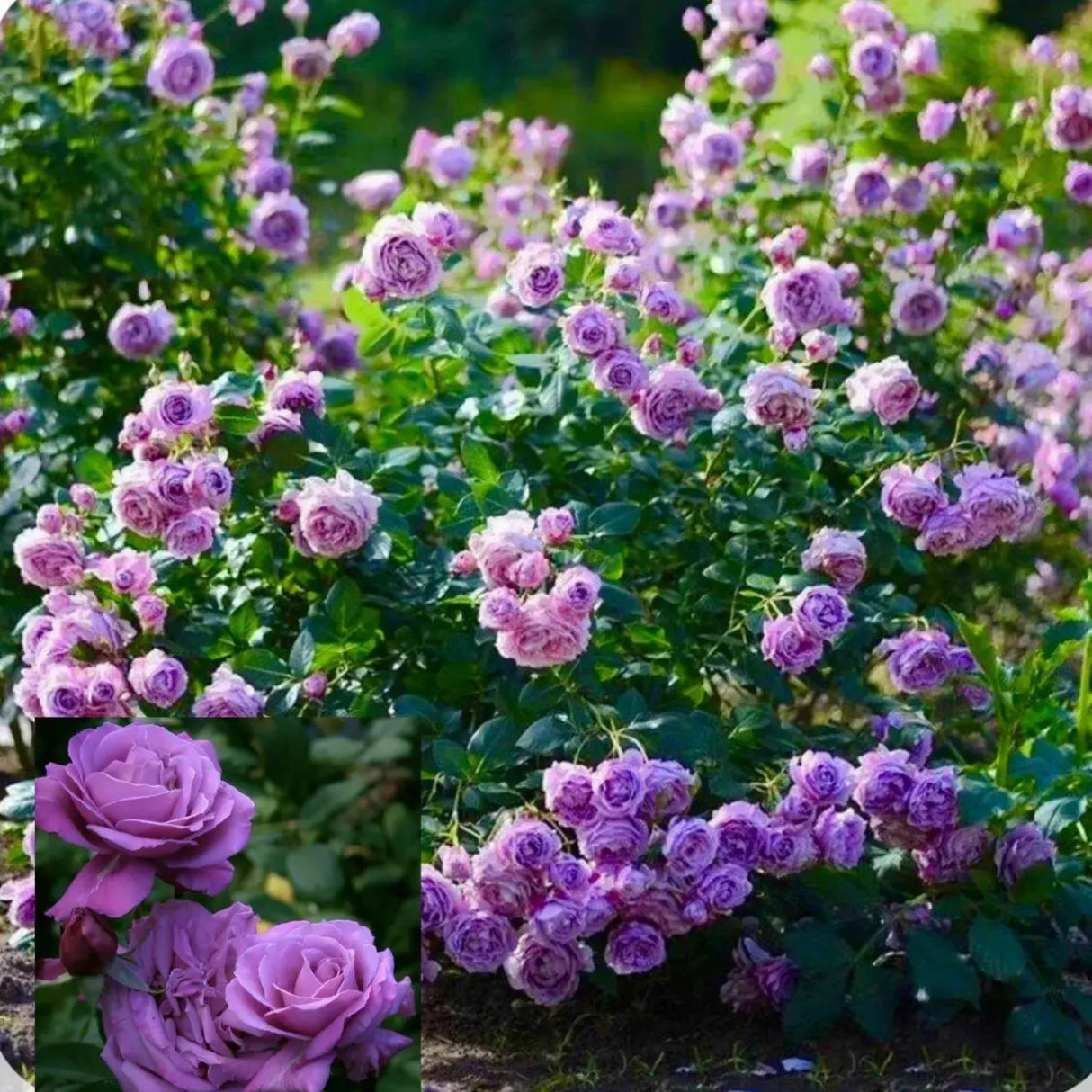 pomi fructiferi 1718