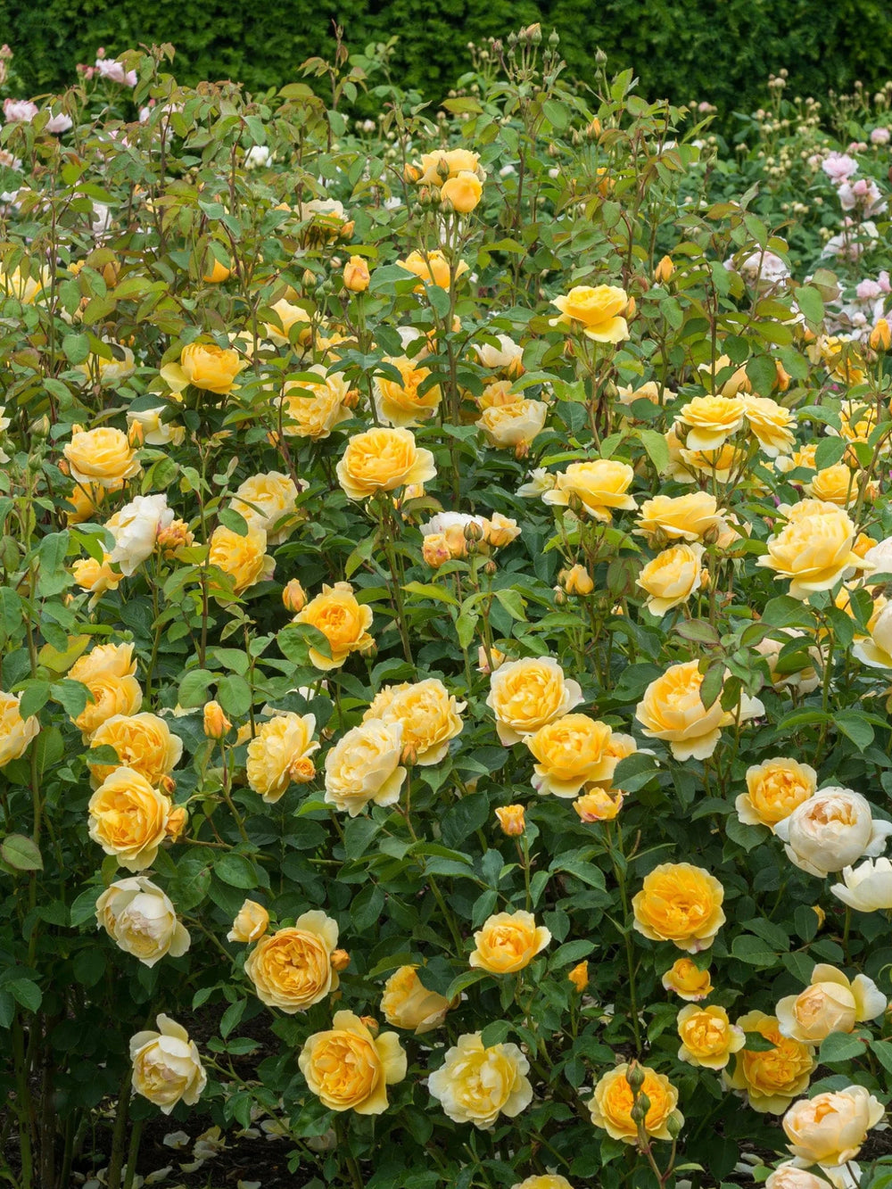 pomi fructiferi 1719