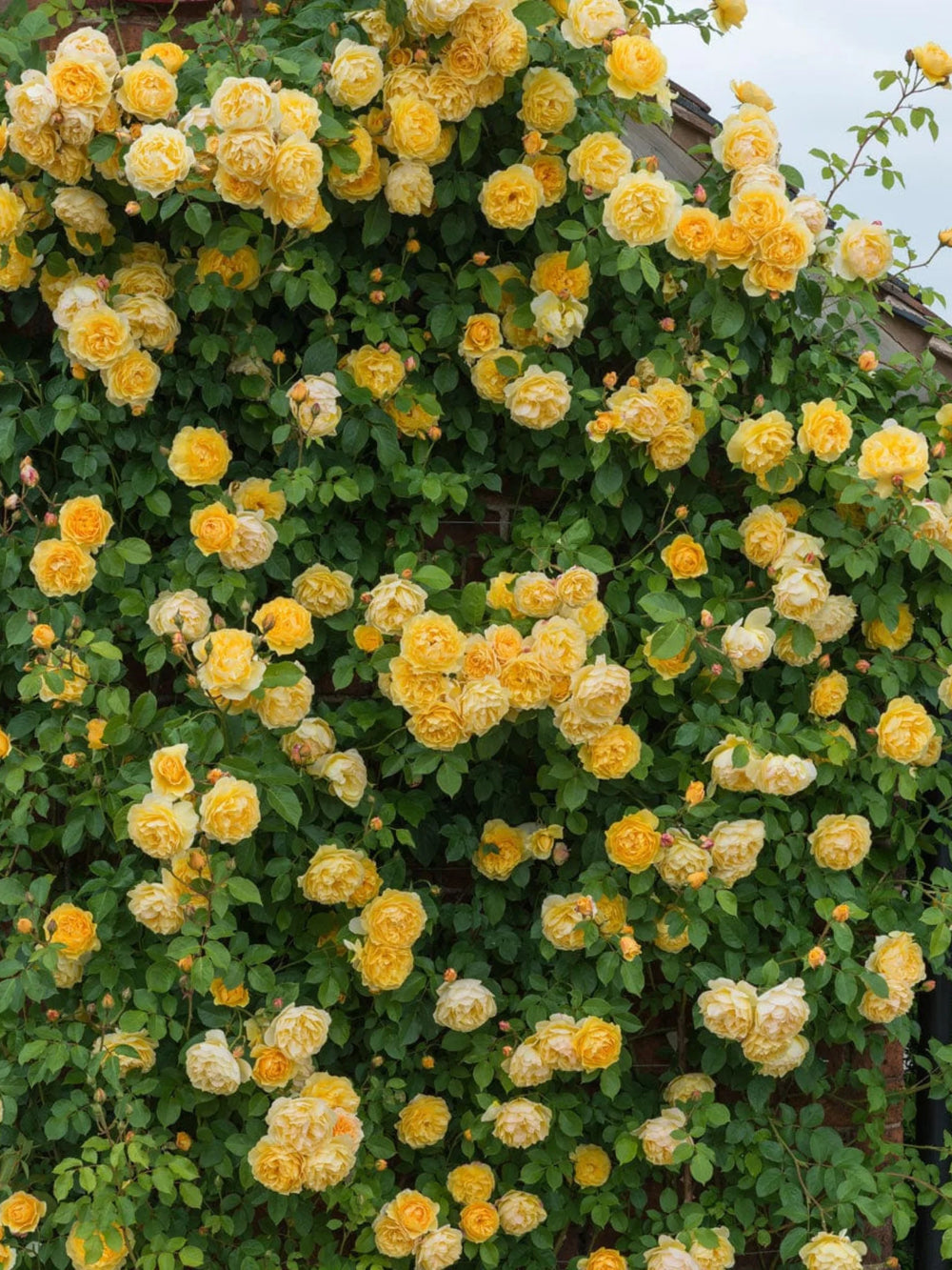 pomi fructiferi 1720