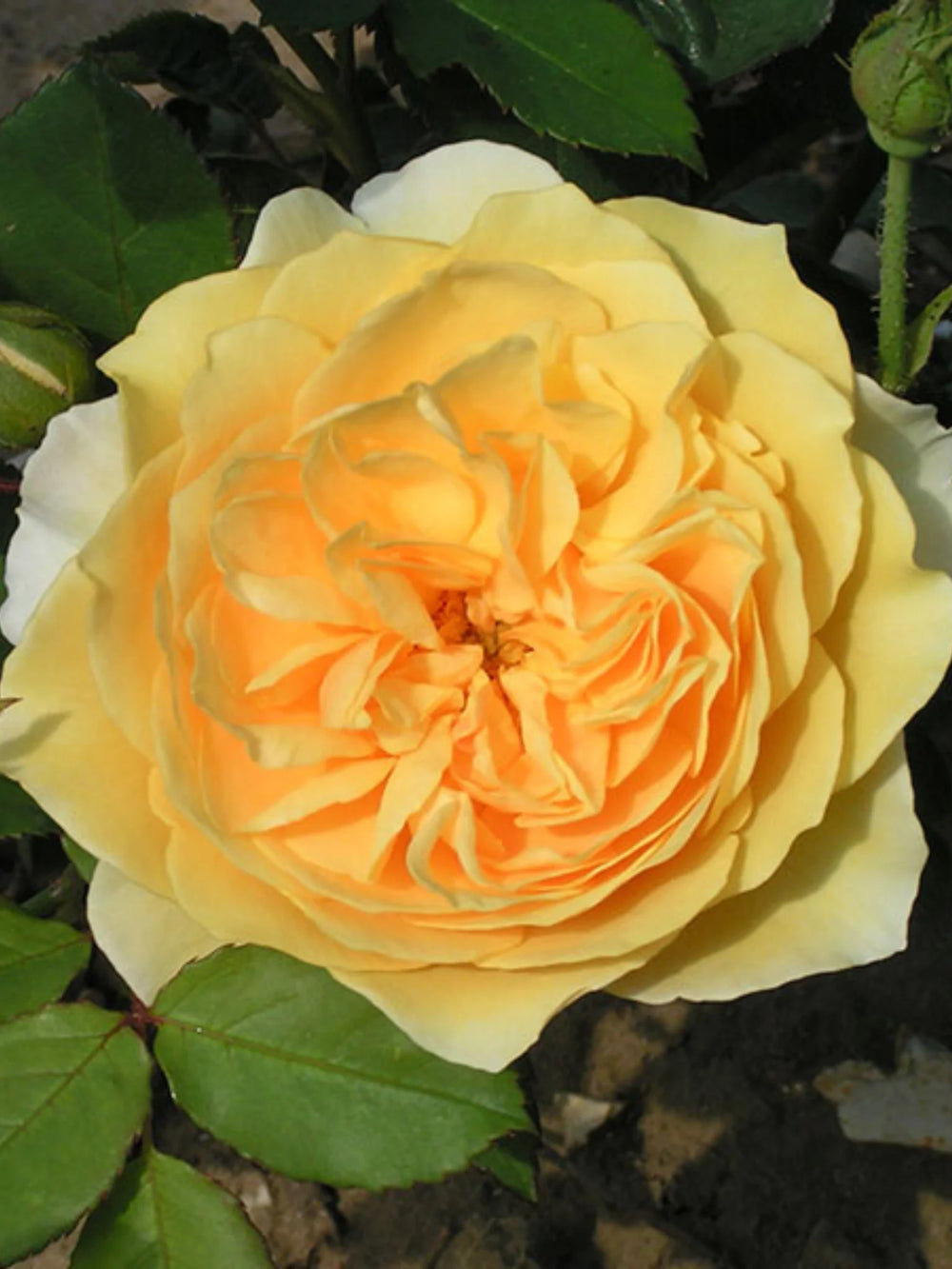 pomi fructiferi 1721