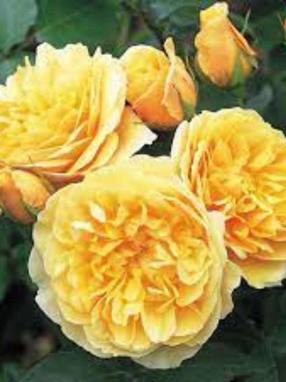 pomi fructiferi 1722