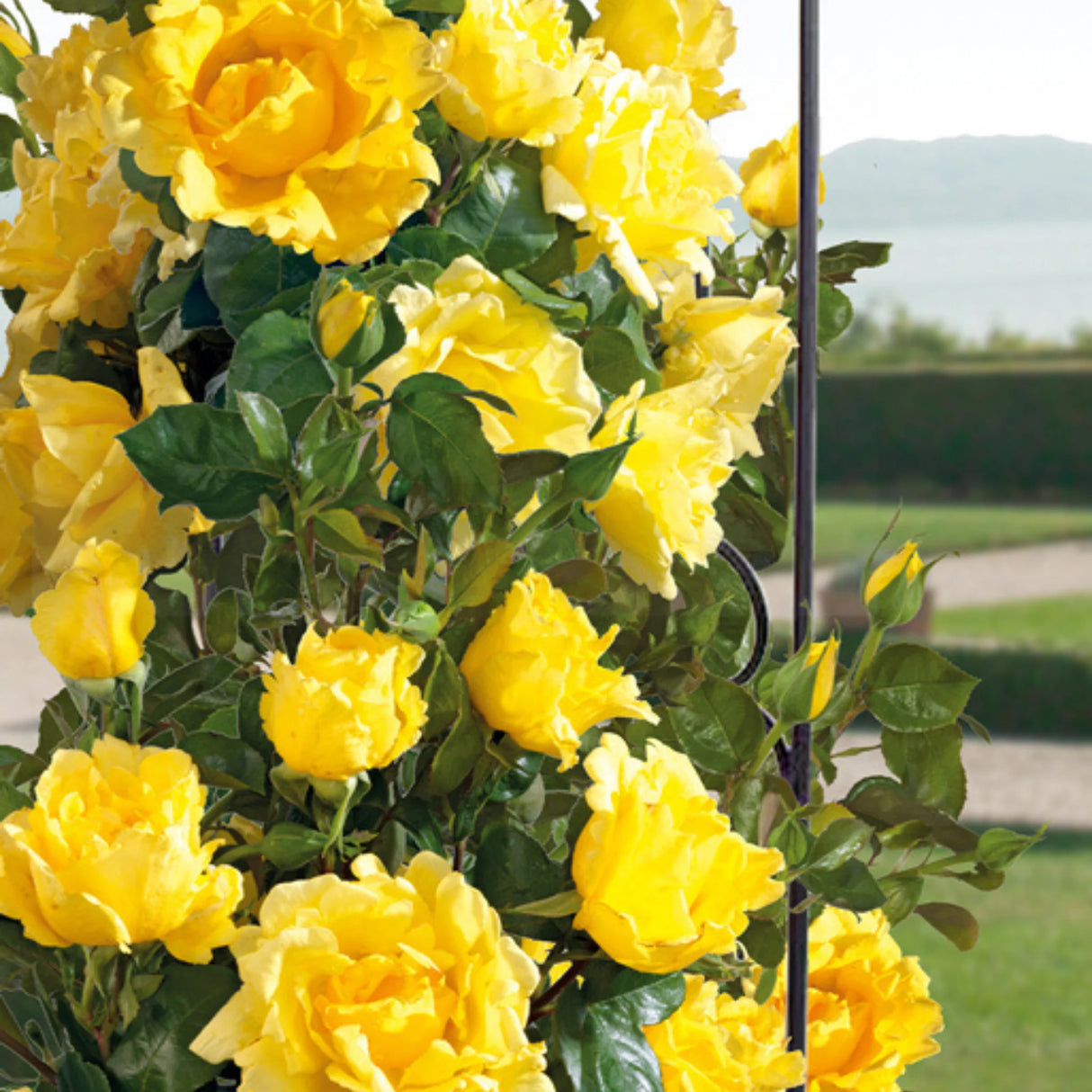 pomi fructiferi 1723