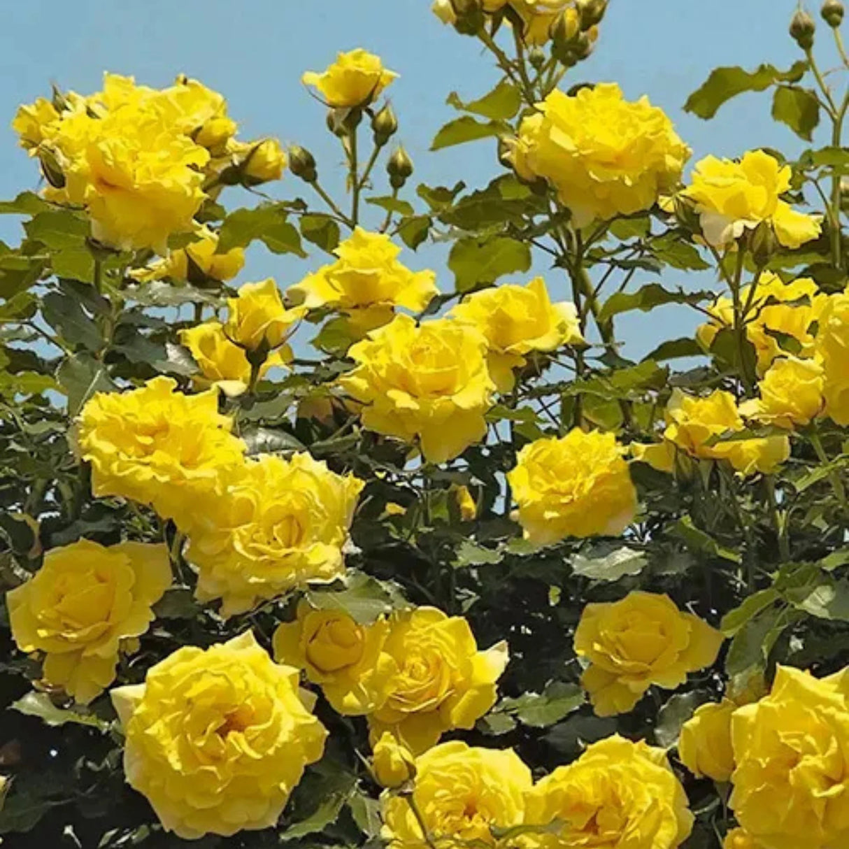 pomi fructiferi 1724