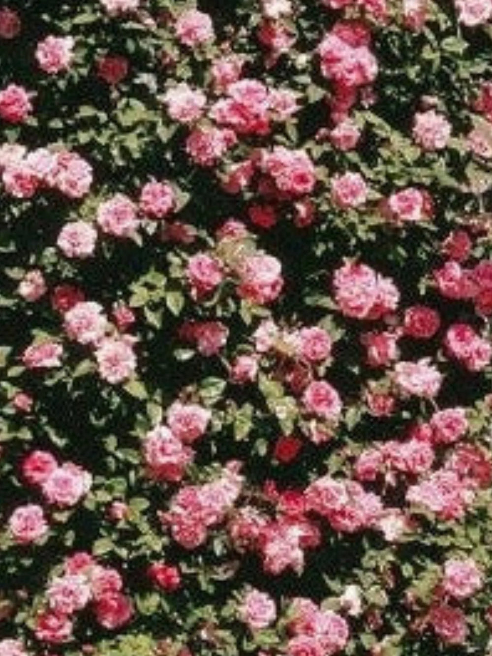 pomi fructiferi 1728