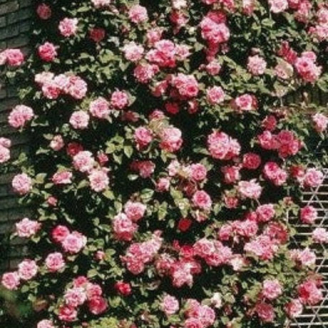 pomi fructiferi 1728