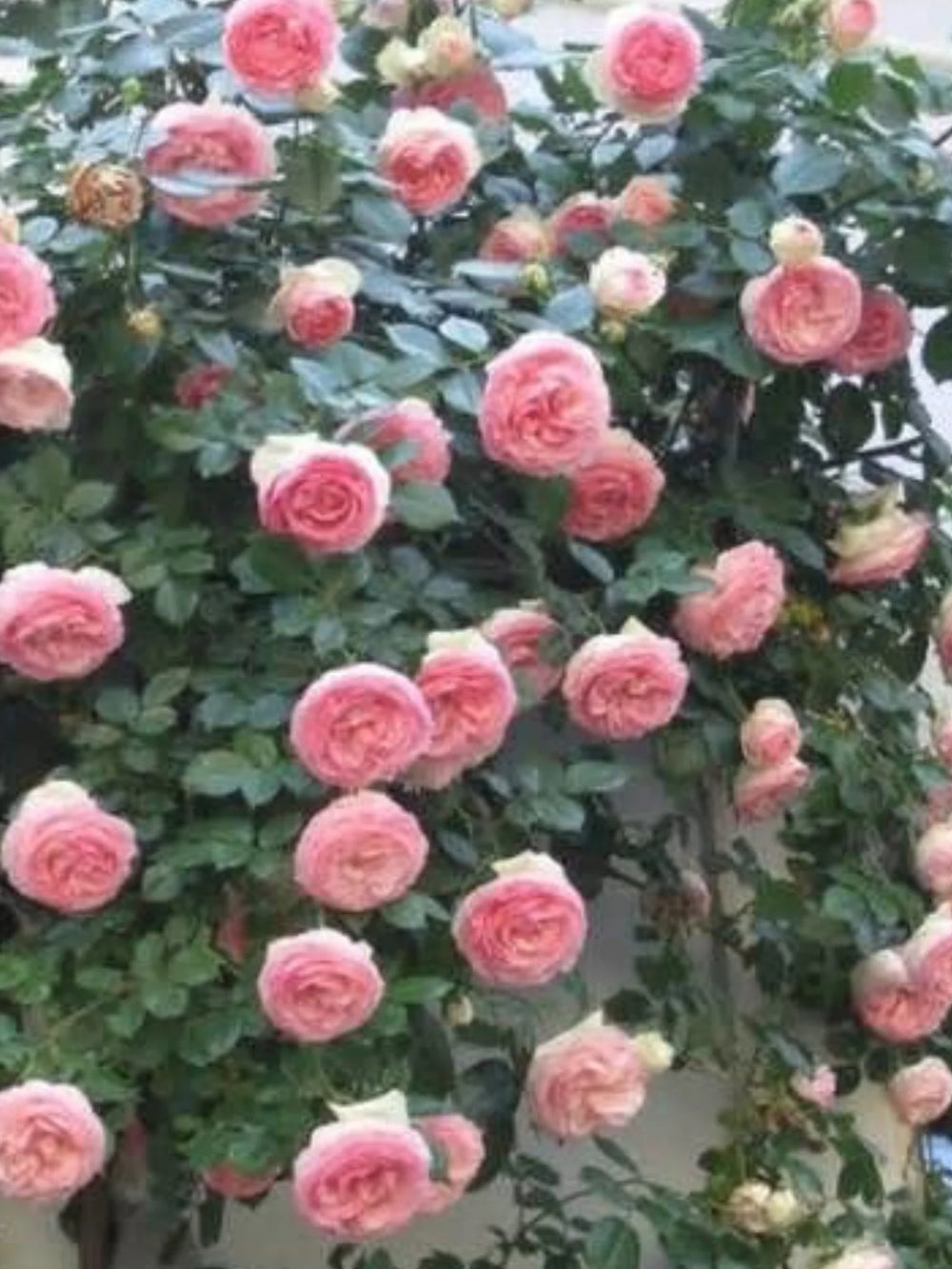 pomi fructiferi 1729