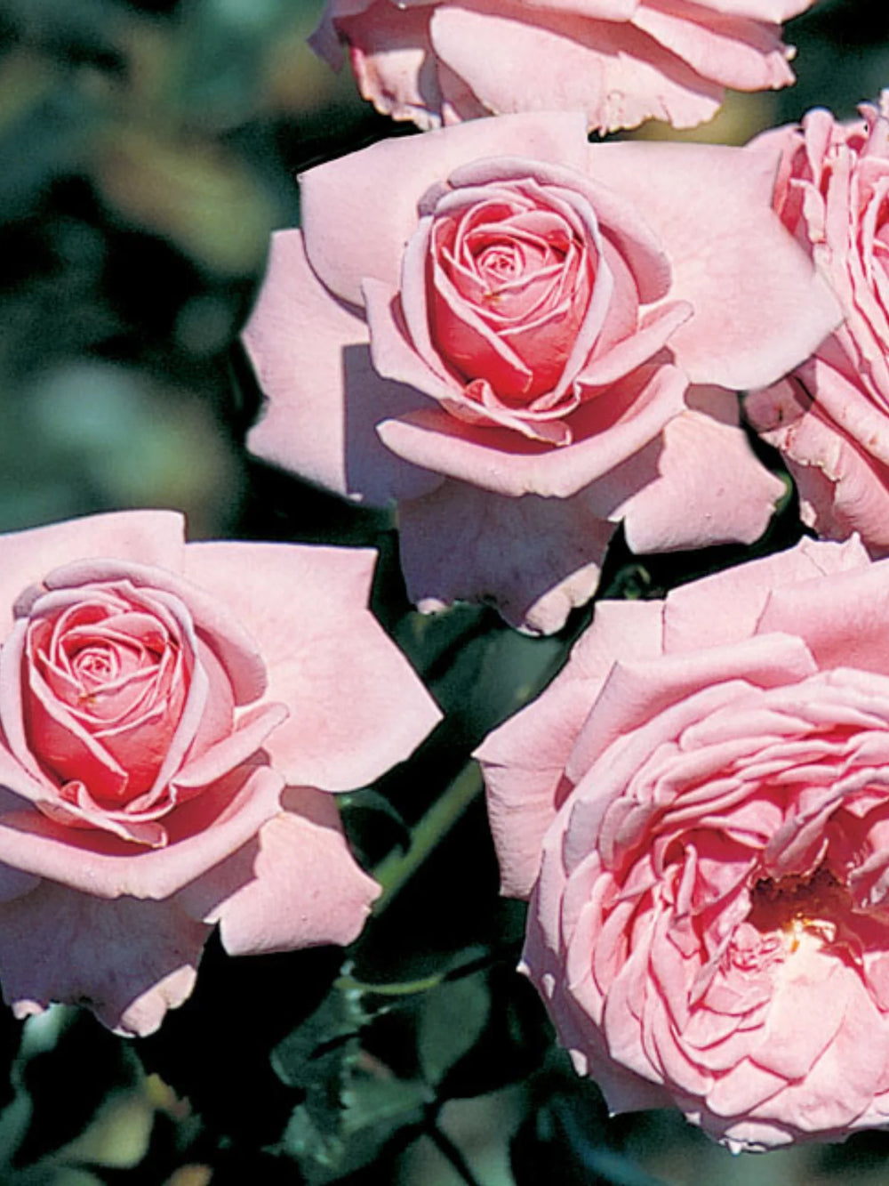 pomi fructiferi 1730