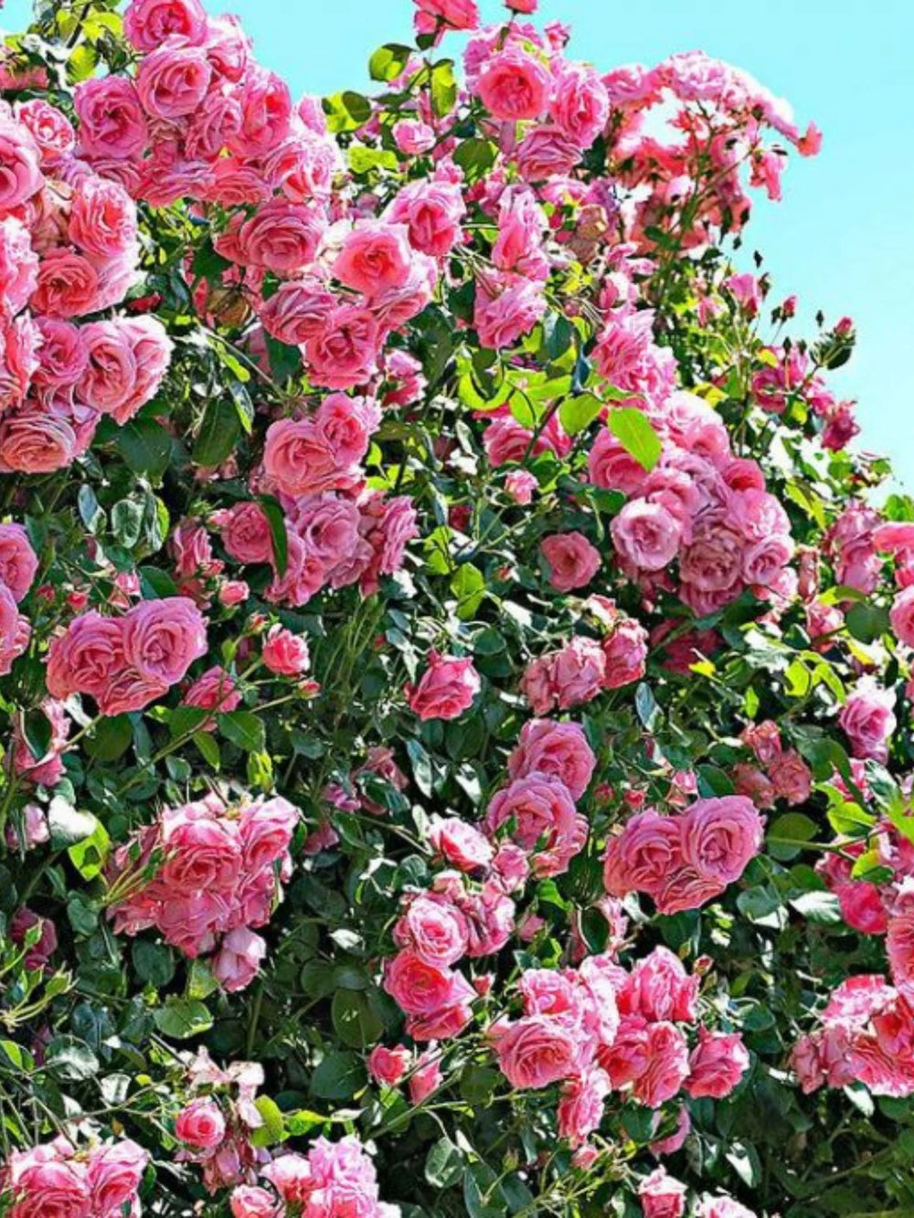 pomi fructiferi 1731