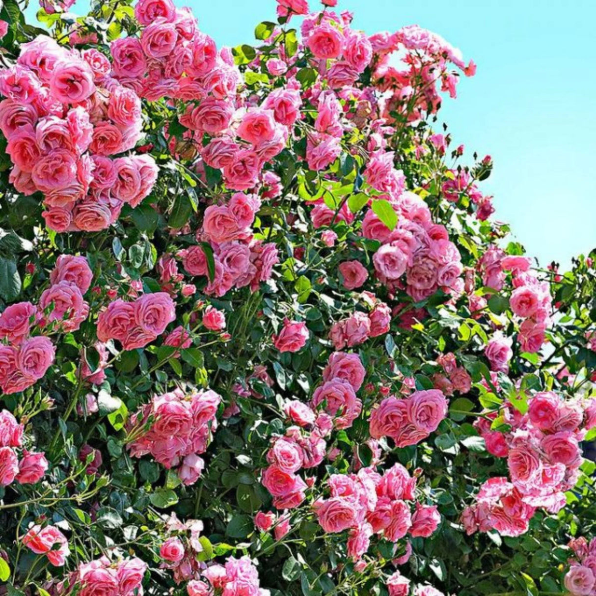 pomi fructiferi 1731