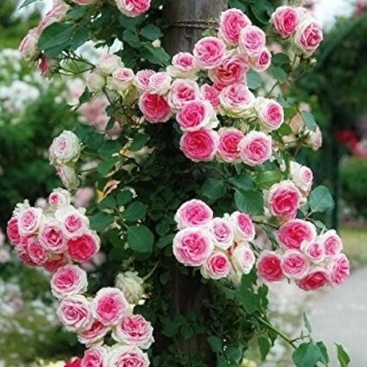 pomi fructiferi 1733