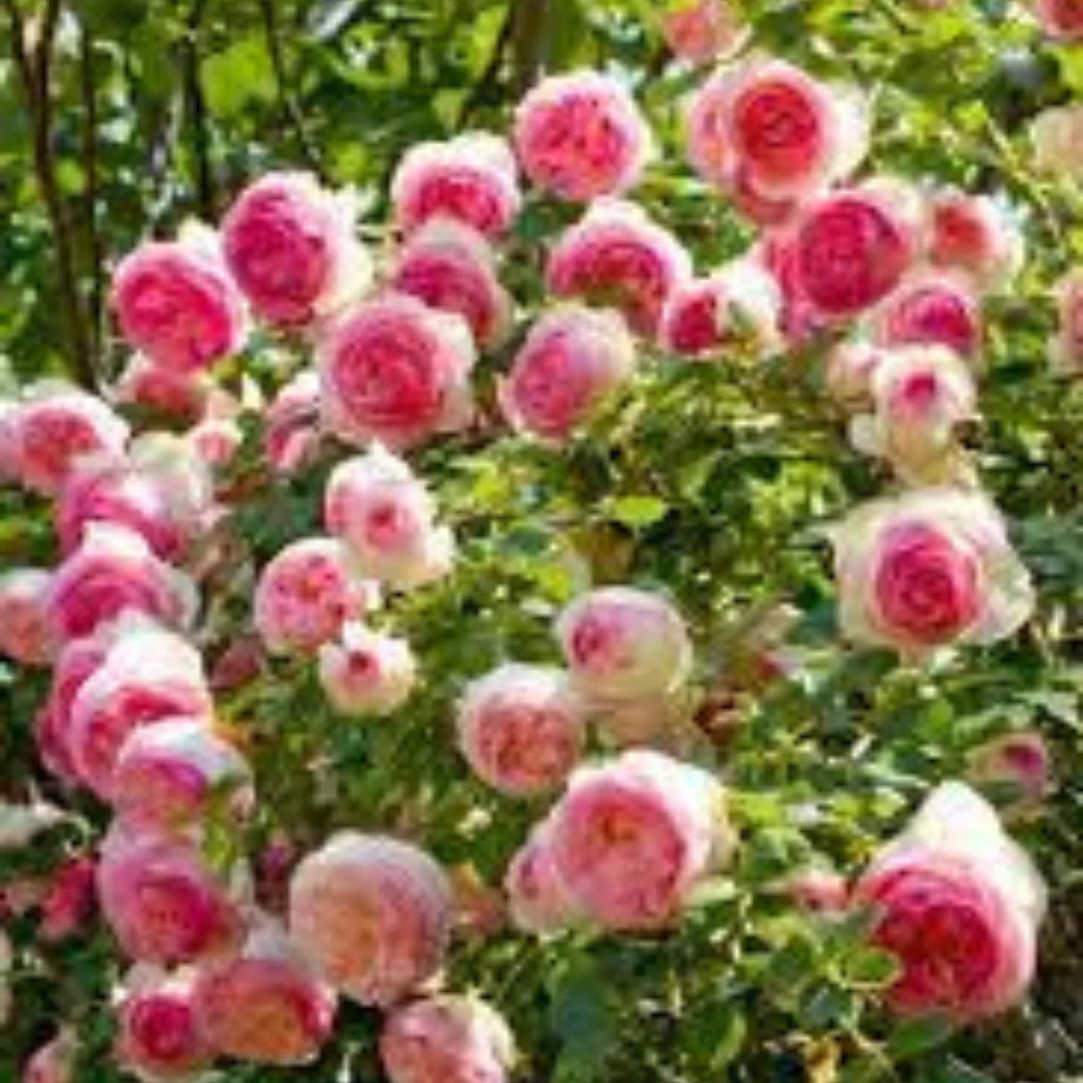 pomi fructiferi 1734