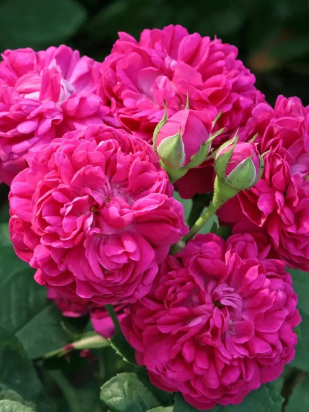 pomi fructiferi 1736