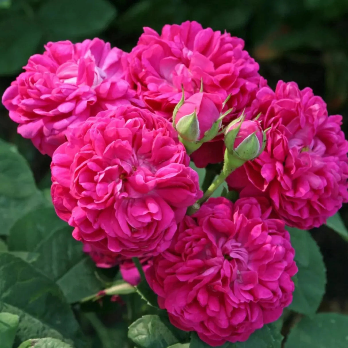 pomi fructiferi 1736