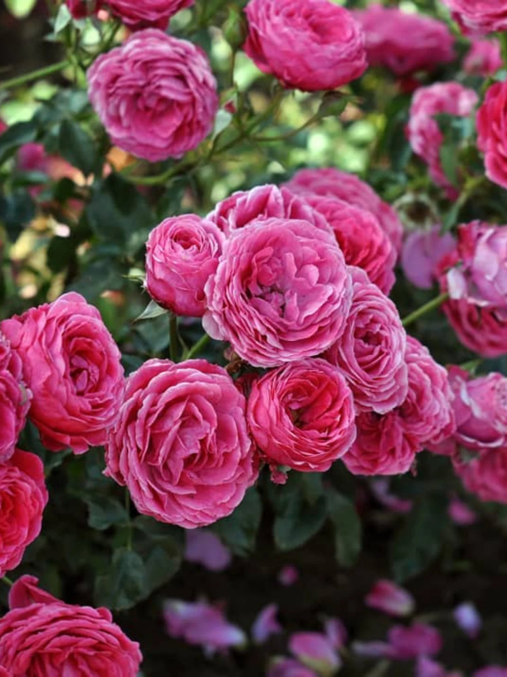 pomi fructiferi 1737