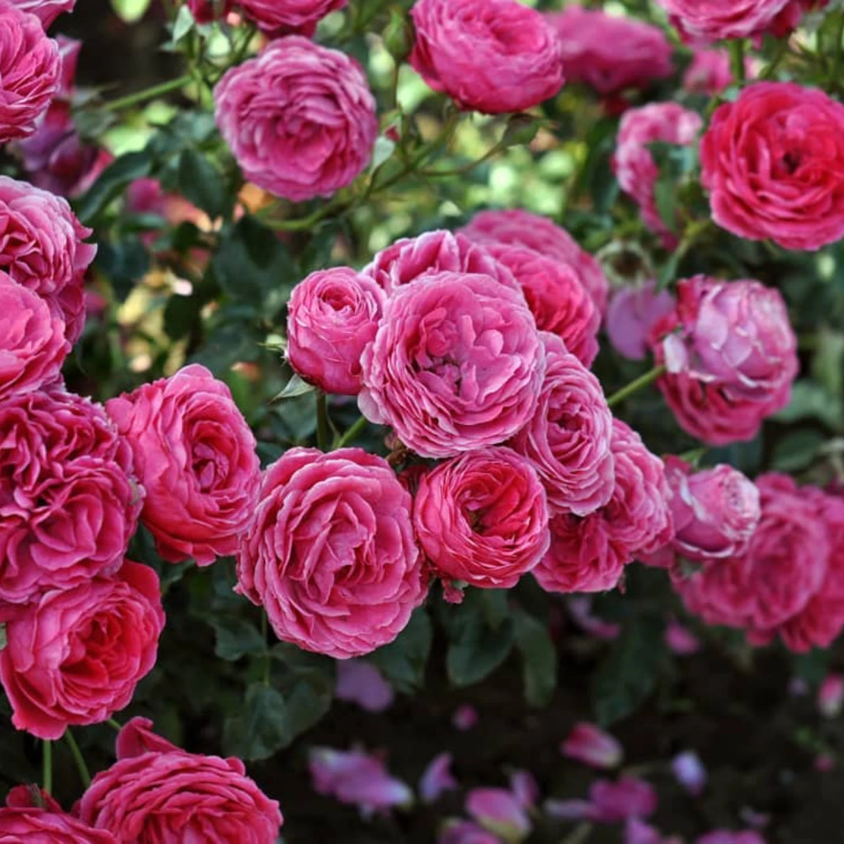 pomi fructiferi 1737