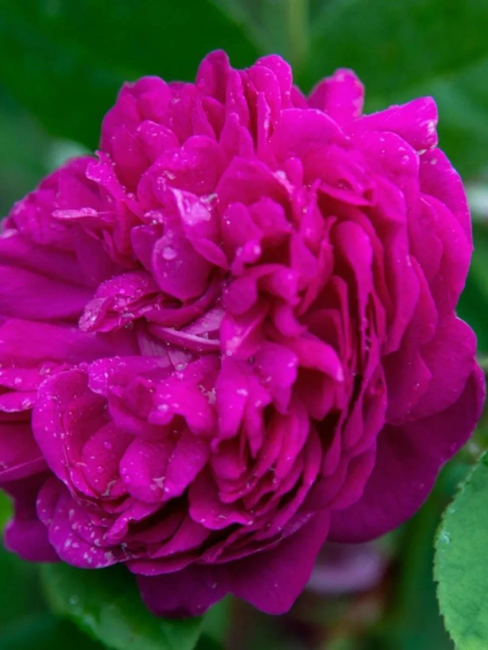 pomi fructiferi 1738