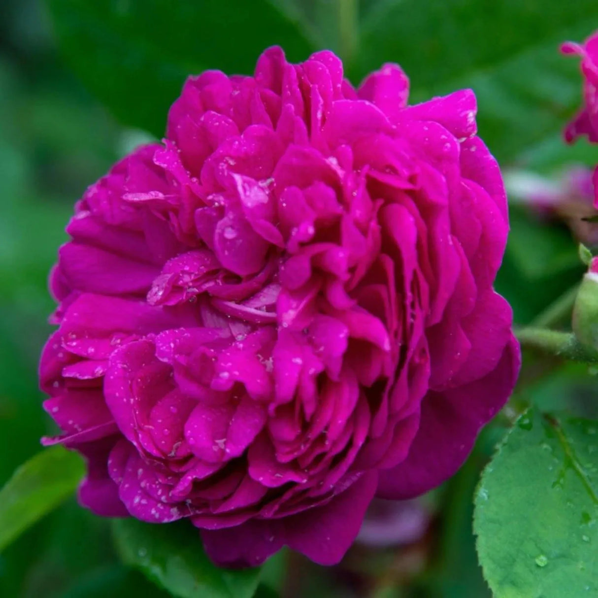 pomi fructiferi 1738