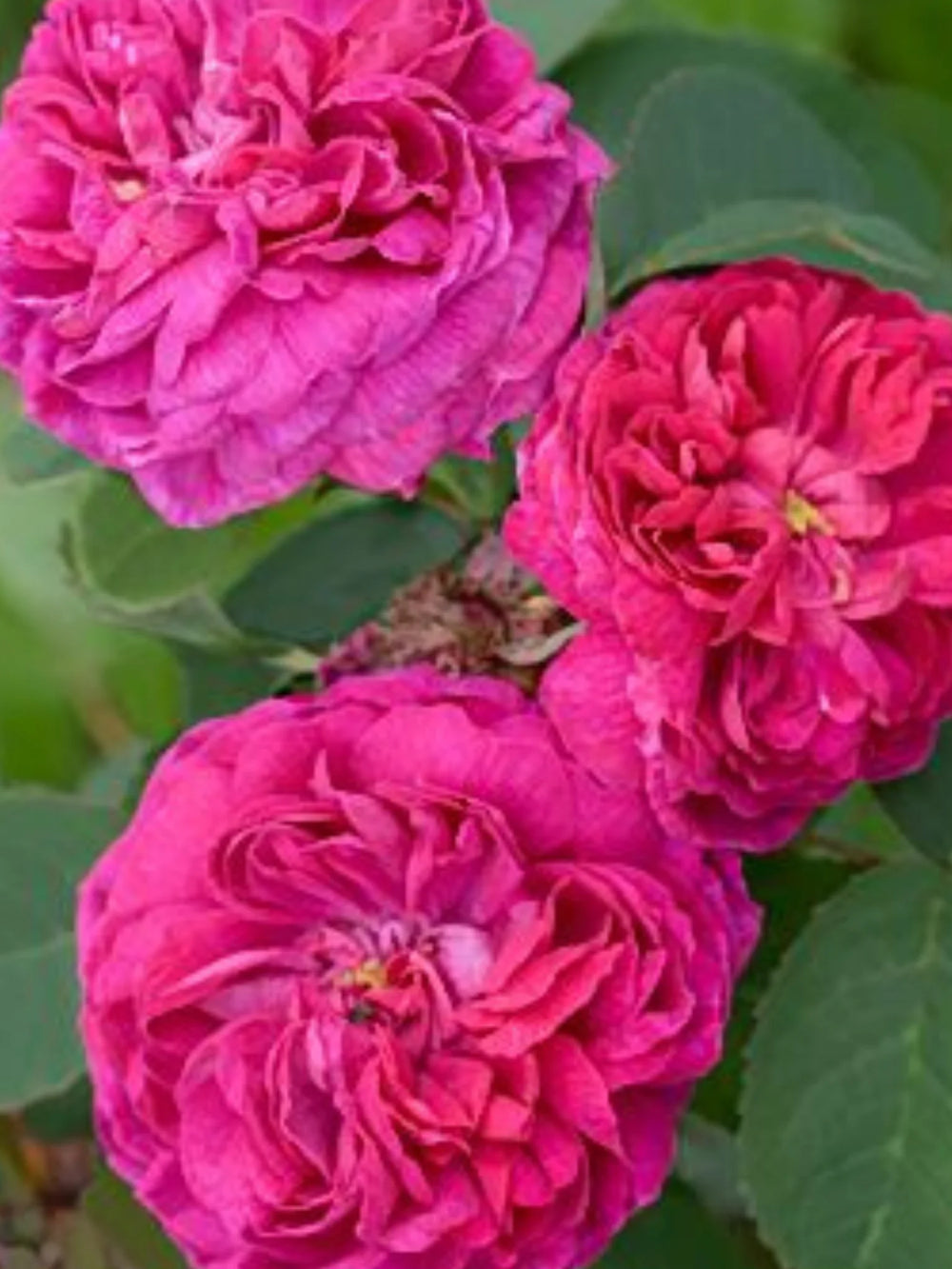 pomi fructiferi 1739