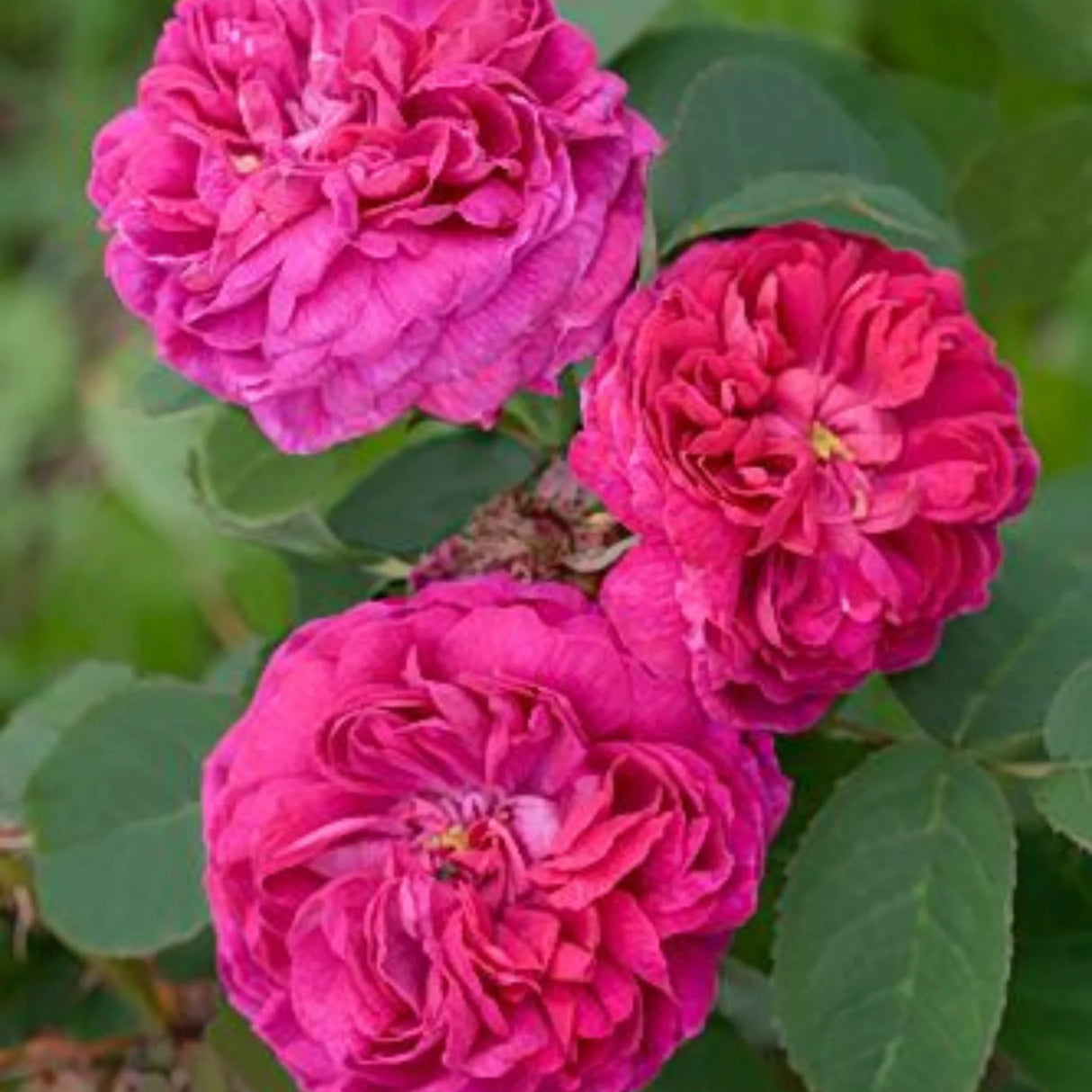 pomi fructiferi 1739