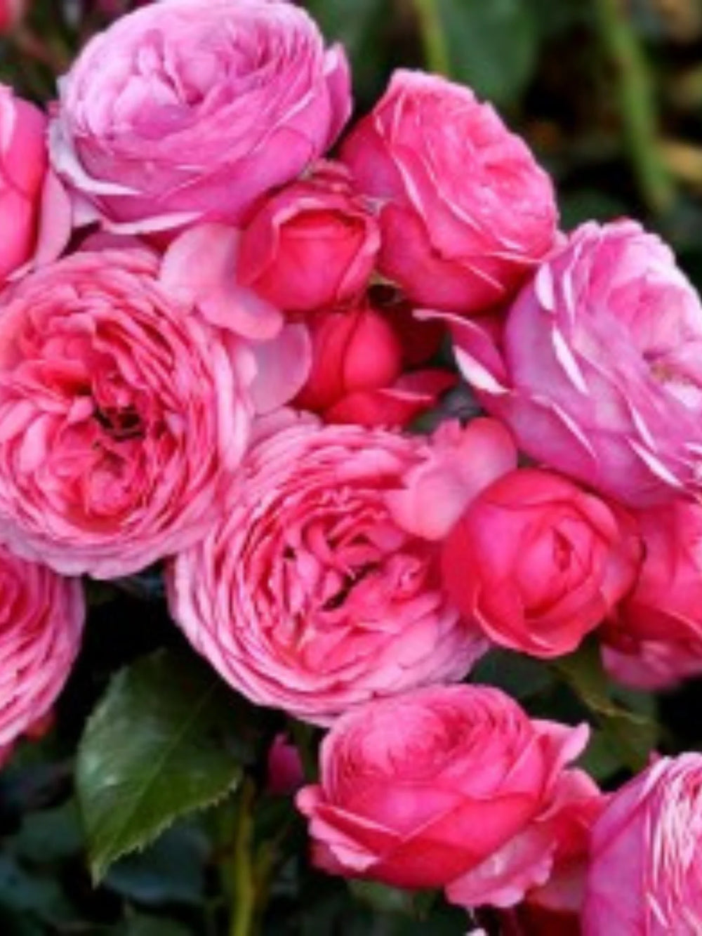 pomi fructiferi 1740