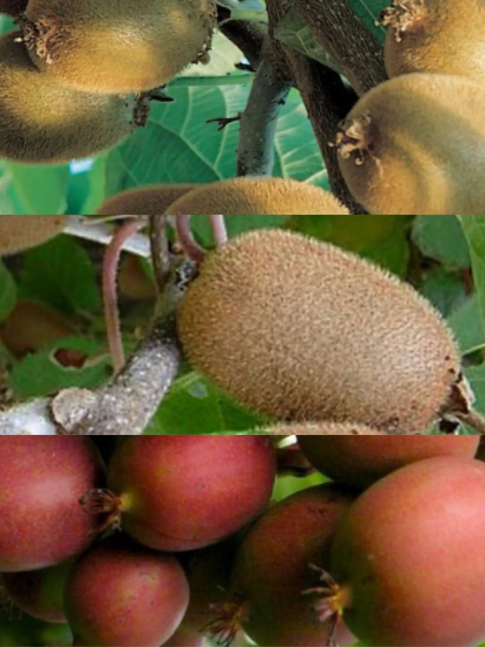 pomi fructiferi kiwi