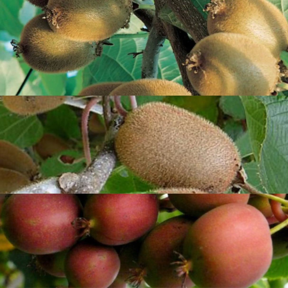 pomi fructiferi kiwi