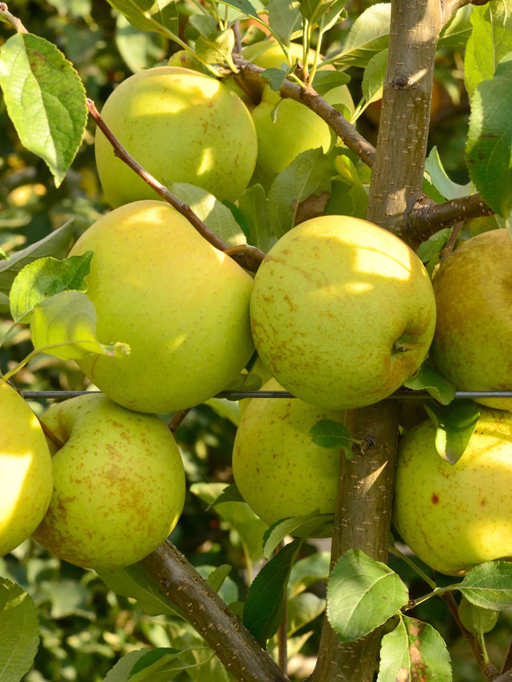 pomin fructiferi 1613