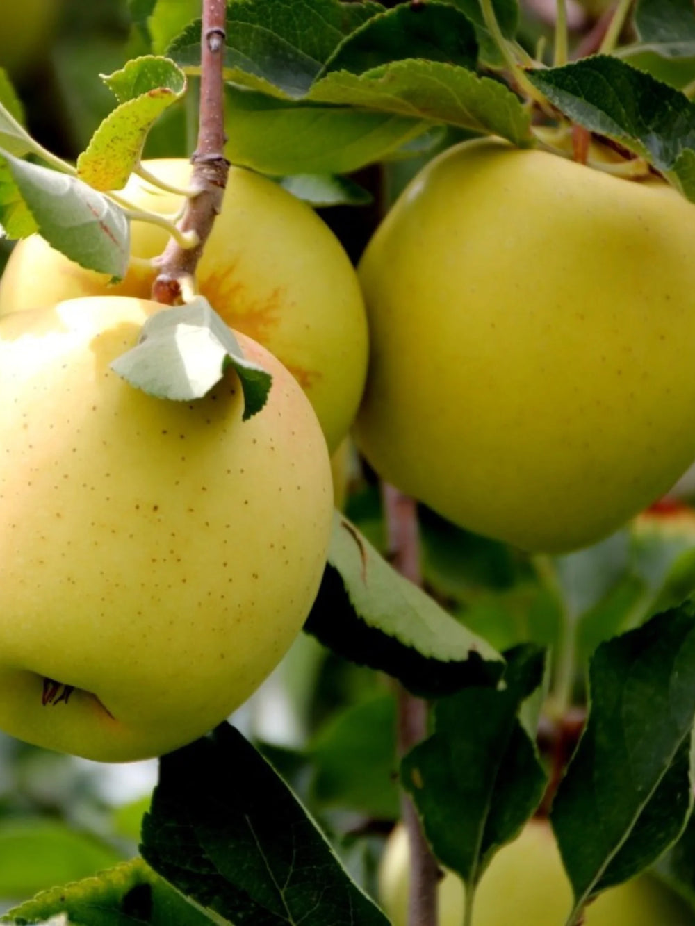 pomin fructiferi 1614