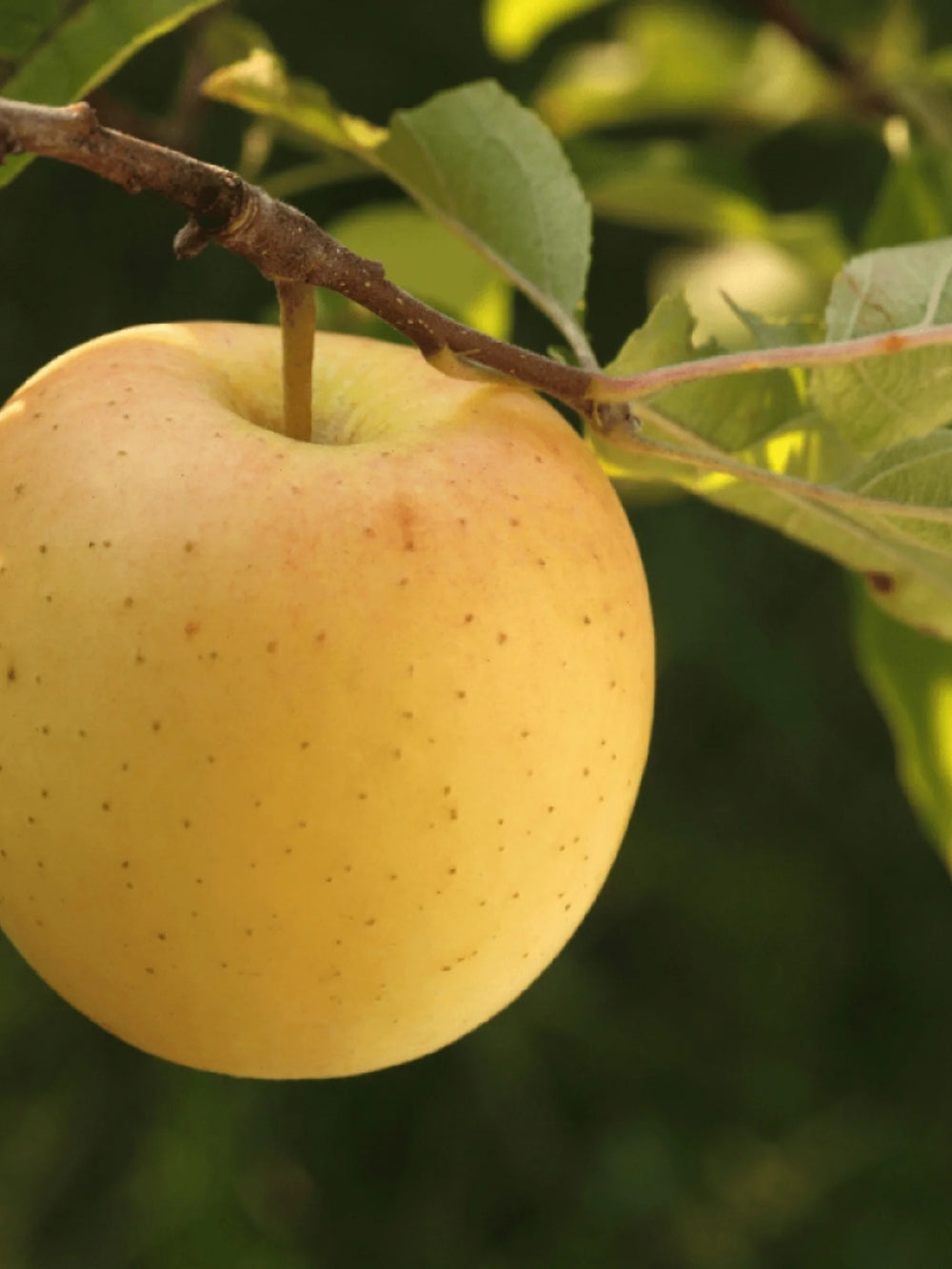 pomin fructiferi 1615