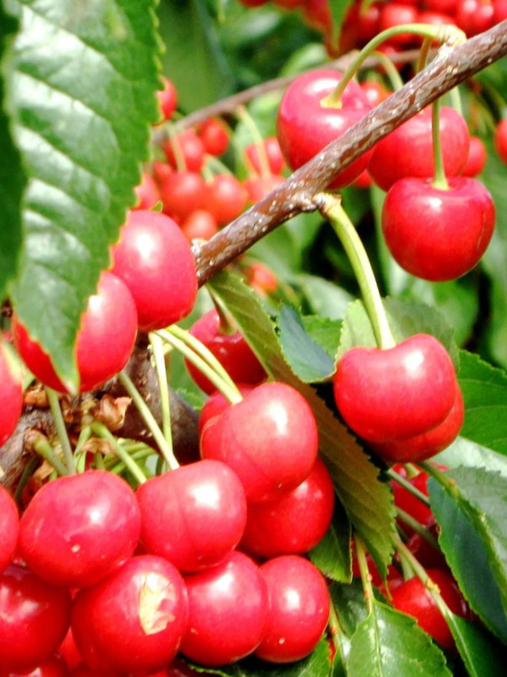 pomin fructiferi 1622