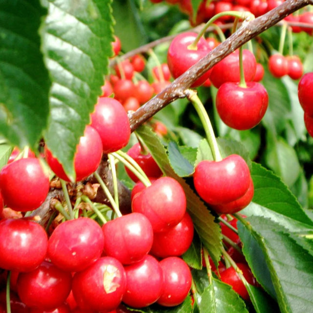 pomin fructiferi 1622