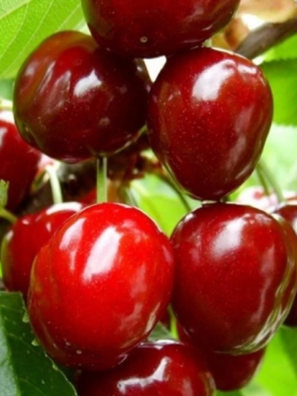 pomin fructiferi 1623