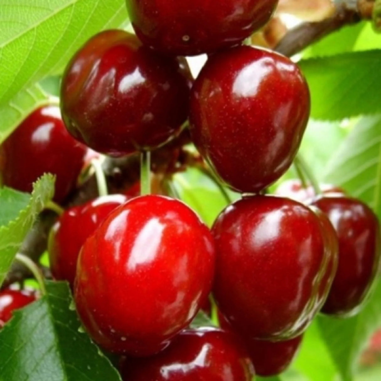 pomin fructiferi 1623